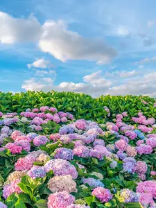 50 Pcs Hydrangea Seeds for Planting – Hydrangea Macrophylla, Bigleaf Hydrangea, Fast-Growing Flowering Shrub – Perfect for Gardens, Borders, and Containers