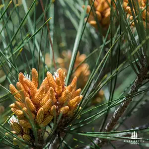Afghan Pine Tree Seeds | (Pinus eldarica)