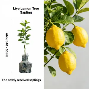 Live Lemon Fruit Tree Seedling Potted Starter Plant Compact Size Suitable for Balcony Patio and Indoor Sunroom Growing