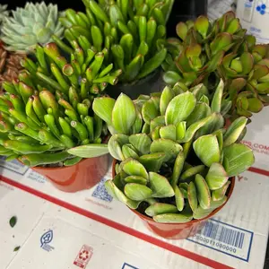 4 Pack Of Jade Bedroom sculpture (4inch)