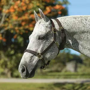 Schneiders French Style Cribbing Collar