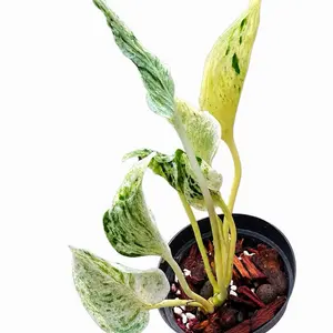 Rare Epipremnum Teruno Love Song Tissue Culture | Variegated Collector Plant | Growers Choice