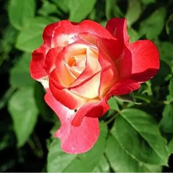 200 Pcs Hardy Perennial Rose Flower Seeds Mixed Colors Easy to Grow for Outdoor Garden Landscaping Backyard Pots Borders Bright