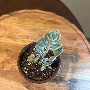 Kalanchoe rhombopilosa 4" "Pies from Heaven" Potted Succulent Plant, Low-Maintenance Indoor/Outdoor Houseplant for Home Decor