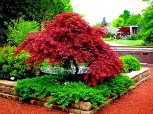 10 DWARF Japanese Red Linear Leaf Maple Tree Seeds Acer Scolopendrifolium Bonsai