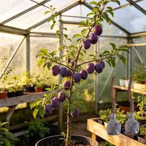 (LZ#FF)Prune Plum Saplings—the top choice for easy home gardening, helping you harvest sweet, delicious fruit. Create your very own backyard orchard and nurture your own exclusive plants with your own hands.