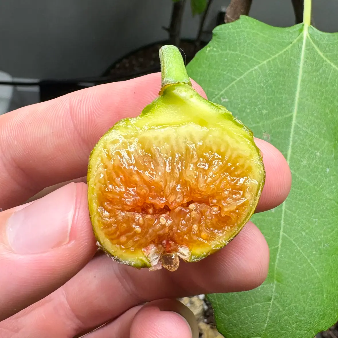 Marseille Fig
