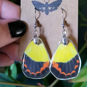 Real Yellow and Black Butterfly Wing Earrings