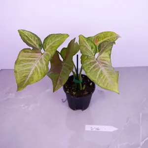 Syngonium Confetti Tricolor 4” | Pink Variegated Syngonium | Live Plant