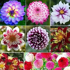 100+ Rare Mix Dahlia Flower Seeds - Easy to Grow Dahlia Flower Seeds. Grow Beautiful Dahlias