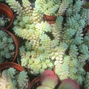 Sedum | Donkey Tail