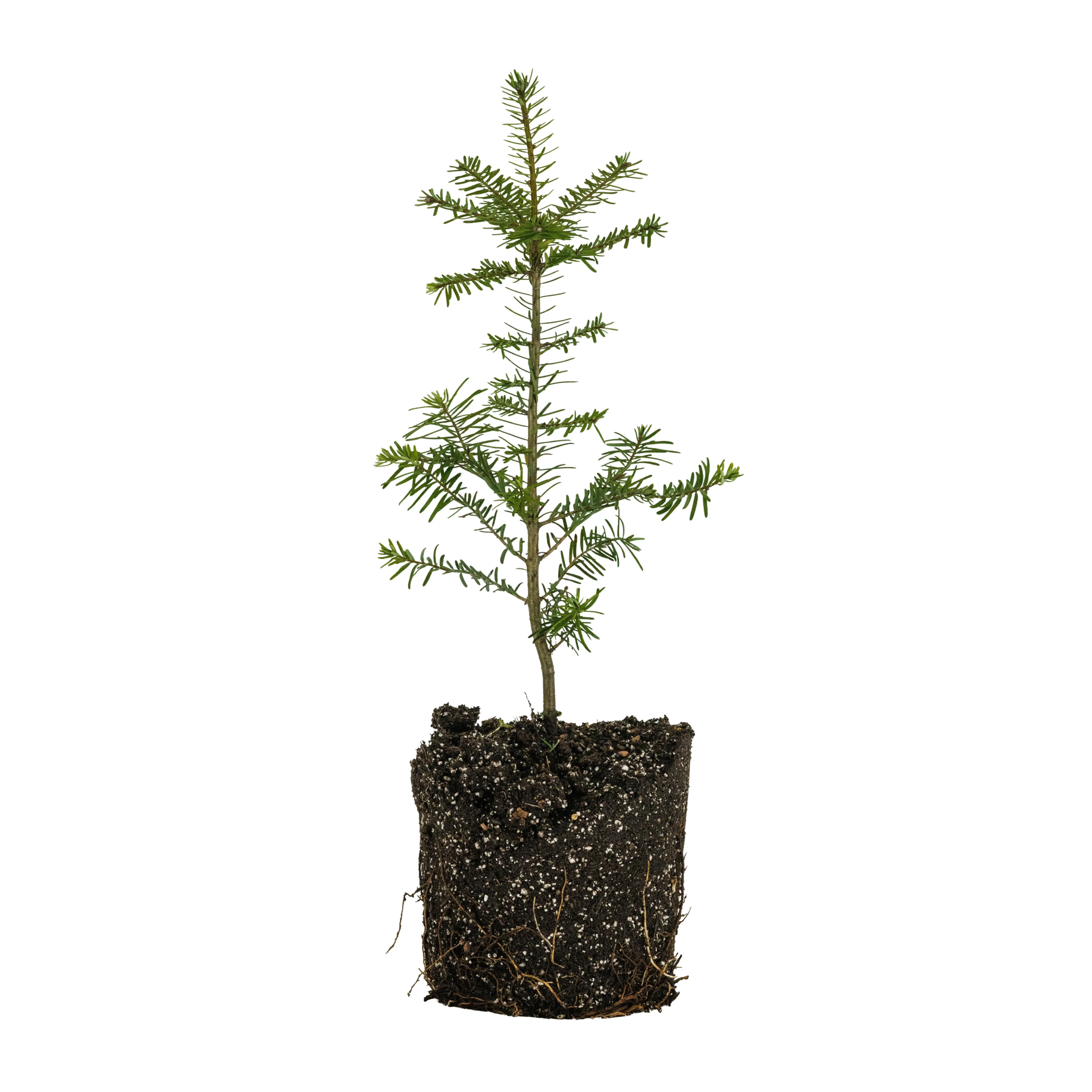 Grand Fir | Large Tree Seedling