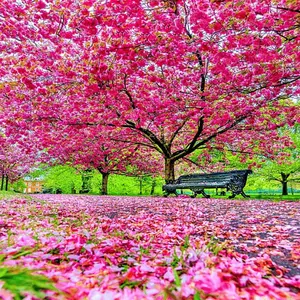 Japanese Flowering Cherry Blossom Tree Seeds