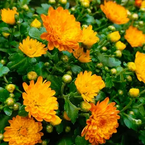 Calendula Flower Seeds 150 Seeds Pack for Planting, Easy Grow Pot Marigold Garden Flowers, Bright Color Outdoor Flowers for Backyard Landscaping