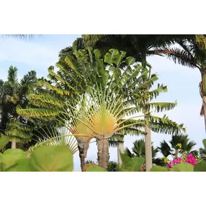 Traveler's Palm - Live Plant in a 3 Gallon Growers Pot - Ravenala Madagascariensis - Extremely Rare Ornamental Palms of Florida 1 Plant