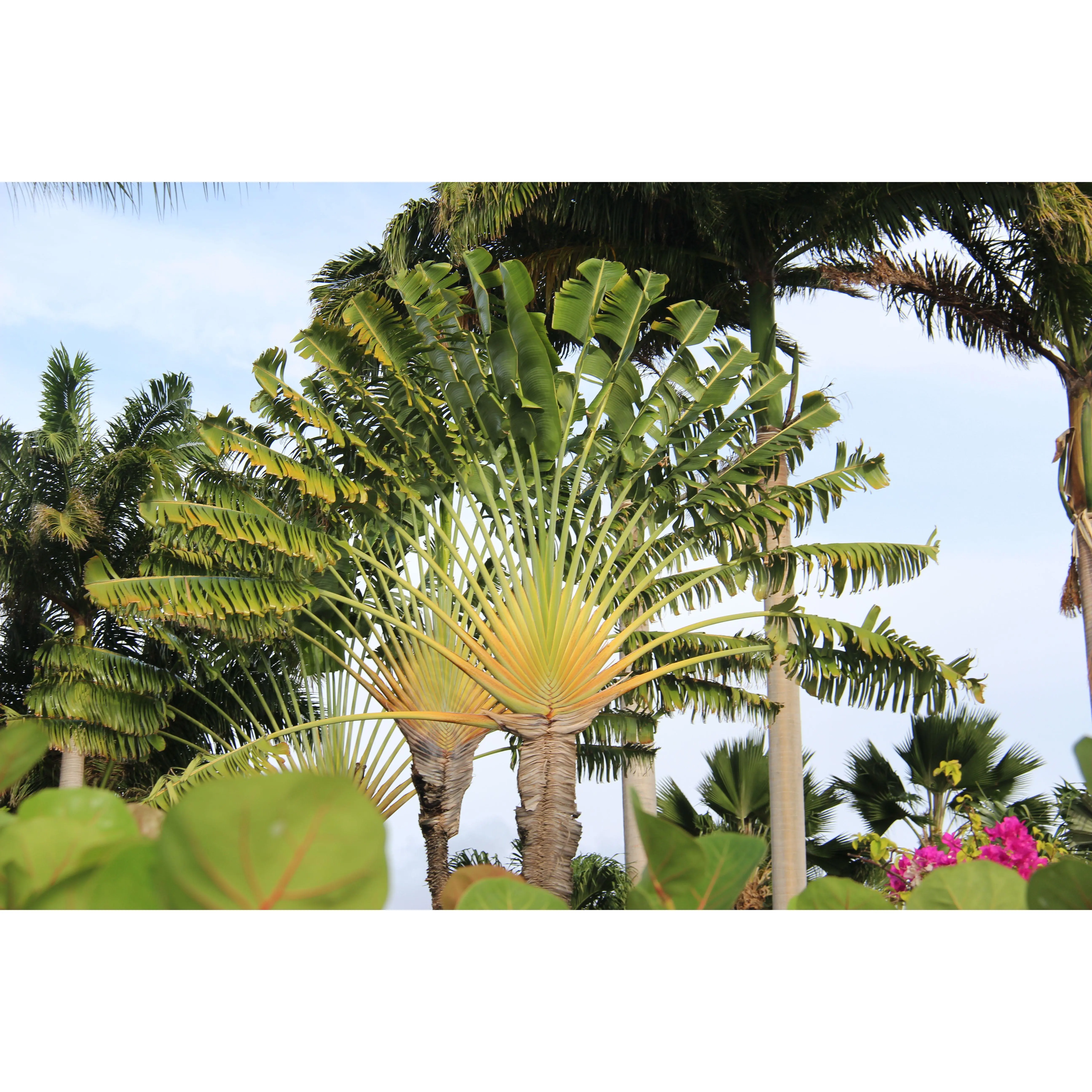 Traveler's Palm - Live Plant in a 3 Gallon Growers Pot - Ravenala Madagascariensis - Extremely Rare Ornamental Palms of Florida 1 Plant
