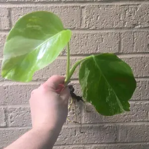 Monstera Bors. Albo Small Form
