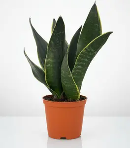 Snake Plant 'Fabi'
