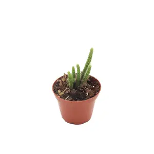 Rat Tail Succulent - 2" from California Tropicals