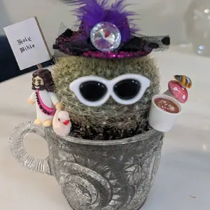 One Tiny tea Cactus Live Plant in soil and vintage tea cup Planter with decorations package