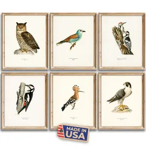 Vintage Bird Art Prints (Set of 6) | Unframed