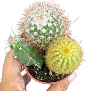 Mini Cactus arrangement live plant - growers choice