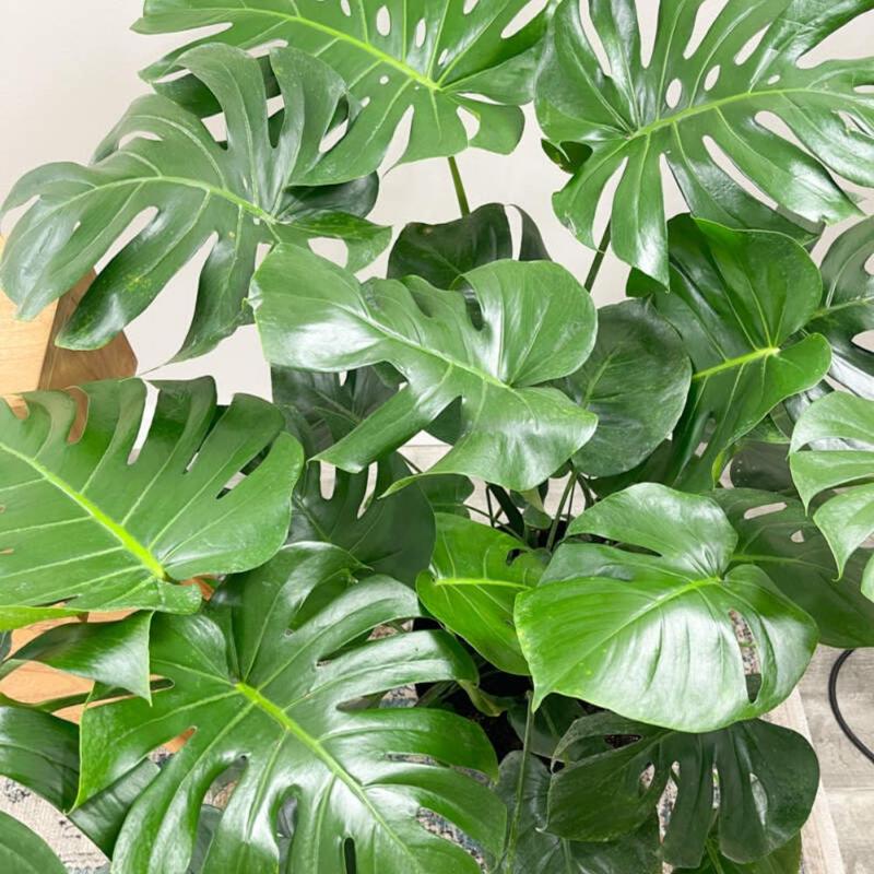 Swiss Cheese Monstera Plants Live Indoors, Swiss Cheese Plants Live for Gardening, Live Monstera Wide Leaf Plant