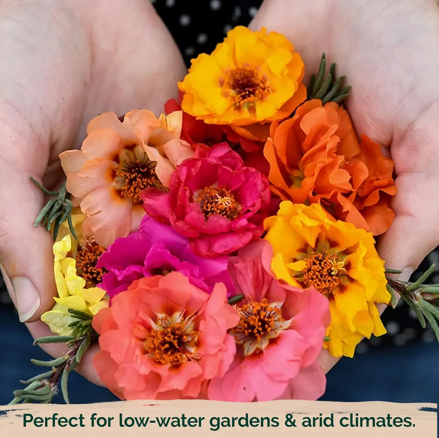 Double Portulaca Seeds for Planting  Mixed Color Double Moss Rose Flower  Seeds, Non-GMO Heirloom Ground Cover, Beginner-Friendly & Easy to Grow  Purslane Flowers for Outdoor Garden, Pots, Beds & Yard -