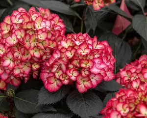 HYDRANGEA M. 'ECLIPSE'®  G2 FE