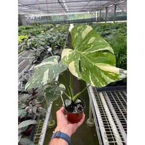 Monstera 'Thai Constellation'