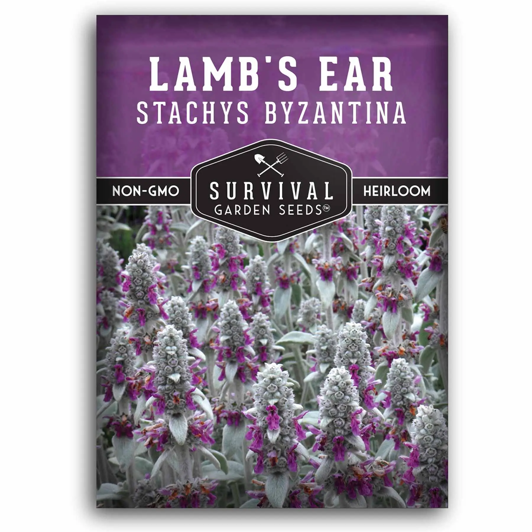 Lamb’s Ear Seeds - Wooly Betony