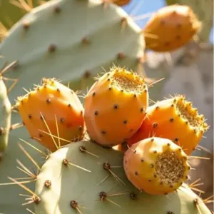 Cactus Fruit Seeds – Grow Your Own Sweet Prickly Pear, Easy to Grow, Drought Tolerant, Perfect for Indoor & Outdoor Garden,summervibes