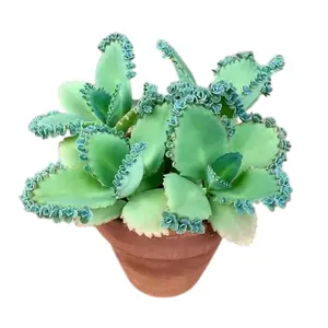 Green Kalanchoe Plant Mother of Thousands Plant Mexican Hat Succulent 2 Inch Pot