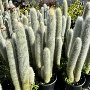 Cliestocactus Straussi 3 plants per pot Ships Bare Roots