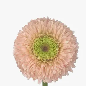 Gerber Gerondo Himalia -  50 Stem Bunch