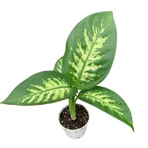 Tropic Snow Indoor Plant 4inch Potted - Low Light Calming Atmosphere Air Quality Filter Easy Care Nursery Pots