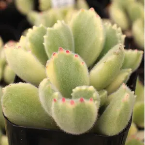 2” Cotyledon tomentosa - Variegated Bear's Paw Succulent