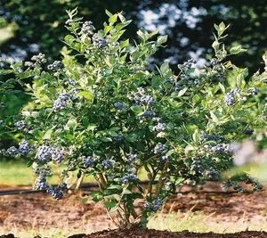 Mini Blues Blueberry Bush
