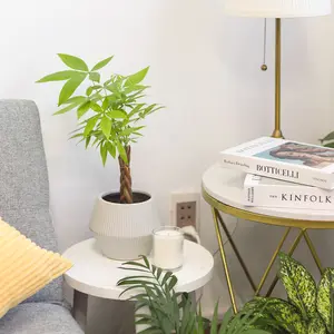 Braided Pachira Stump Money Tree