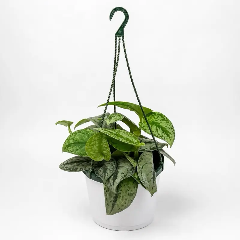 Silver pothos (Scindapsus exotica) 8" HBPot - Stunning Unique Leaves, Pet-Safe, Easy Care, Air Purifying Houseplant for Beginners