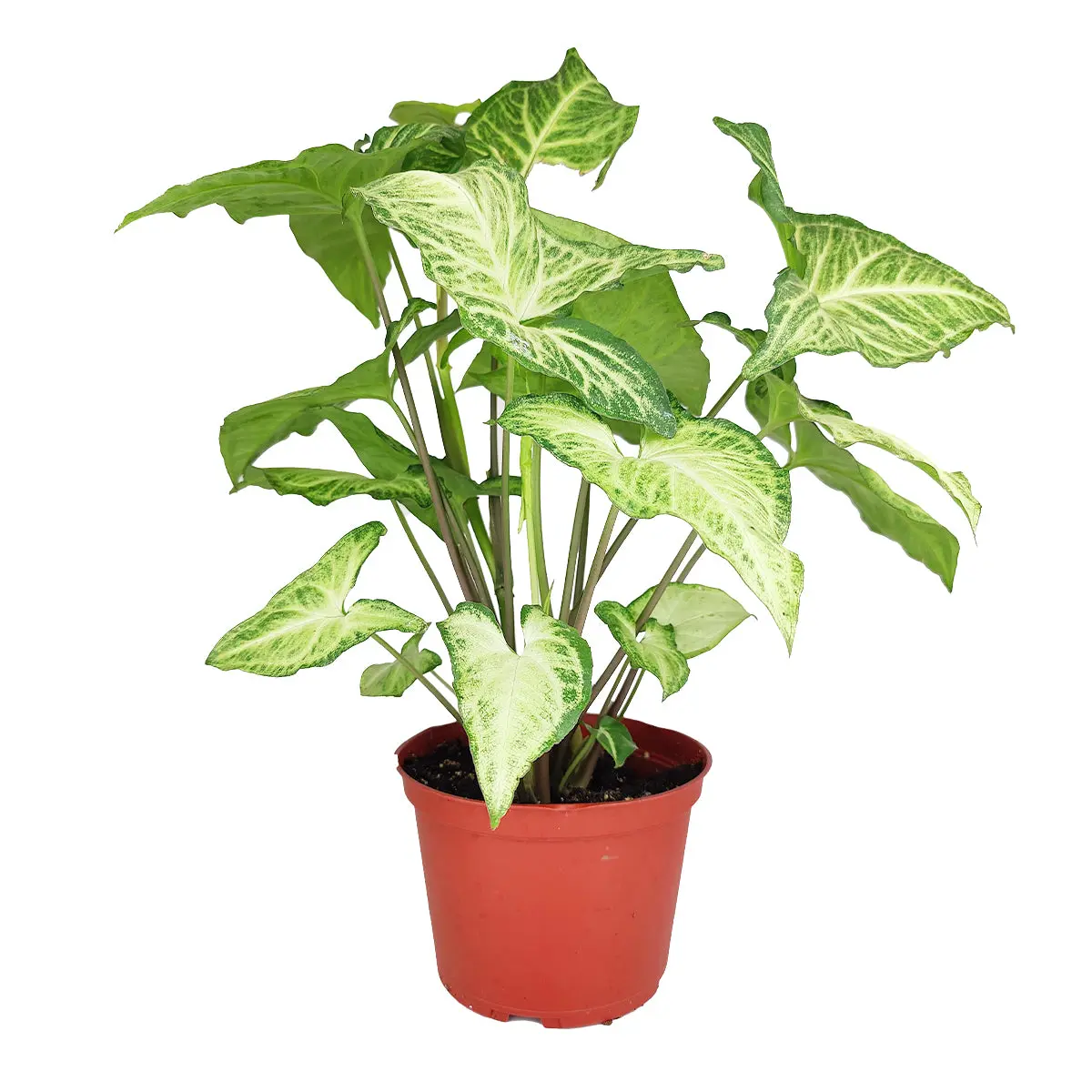 Syngonium White Butterfly