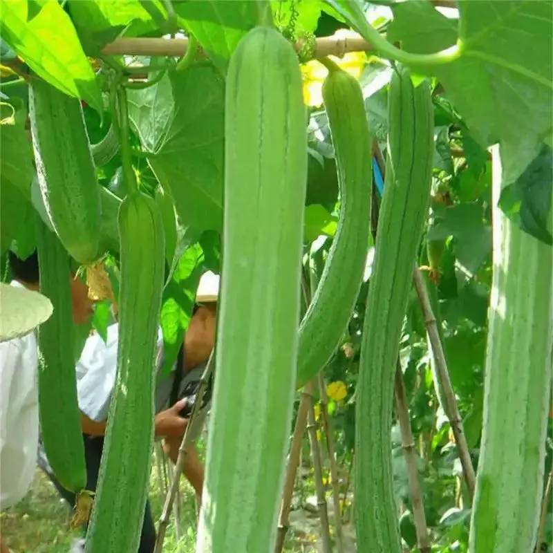 Luffa Seeds for Planting 4 Pack x 40 Seeds, Luffa aegyptiaca Smooth Luffa Sponge Gourd Loofah Vine Seeds for Natural Sponge Projects, Trellis Gardens, Warm-Season Vegetable Growing, Long Vine Support & Craft Use