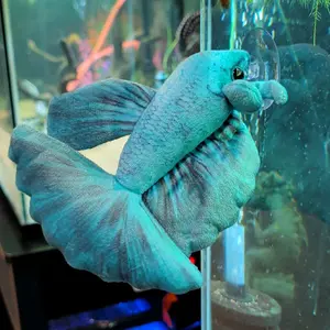 Akua Betta Plush