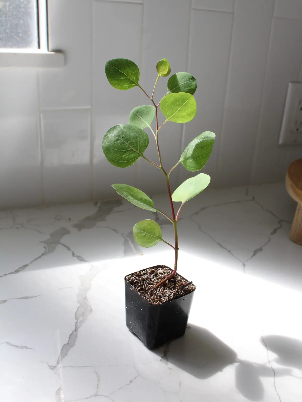 Silver Dollar Eucalyptus Bonsai Starter Tree Baby Blue Eucalyptus Live Plant Sapling Garden Fragrant Plant Decorative Florist Branches Tree
