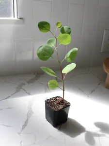 Silver Dollar Eucalyptus Bonsai Starter Tree Baby Blue Eucalyptus Live Plant Sapling Garden Fragrant Plant Decorative Florist Branches Tree
