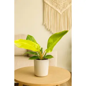 Philodendron 'Moonlight'