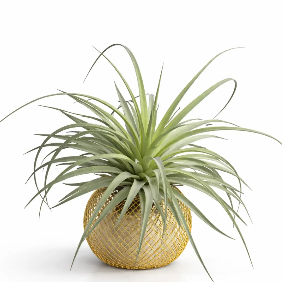 billietiae philodendron Philodendron Billie