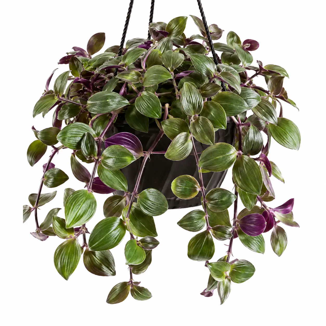 Baby Bunny Bellies Tradescantia Live Cuttings - Fuzzy Wandering Jew Plant - Easy-to-Root Trailing Indoor Houseplant for Garden Planters