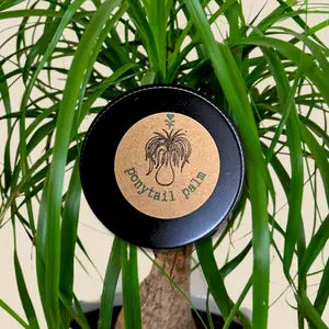 Beaucarnea Recurvata 'Ponytail Palm' Seeds