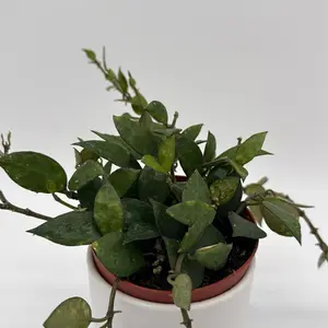 Hoya Krohniana Silver Splash 4” Pot – Rare Collector’s Plant with Silver-Splashed Leaves | Easy-Care Indoor Houseplant